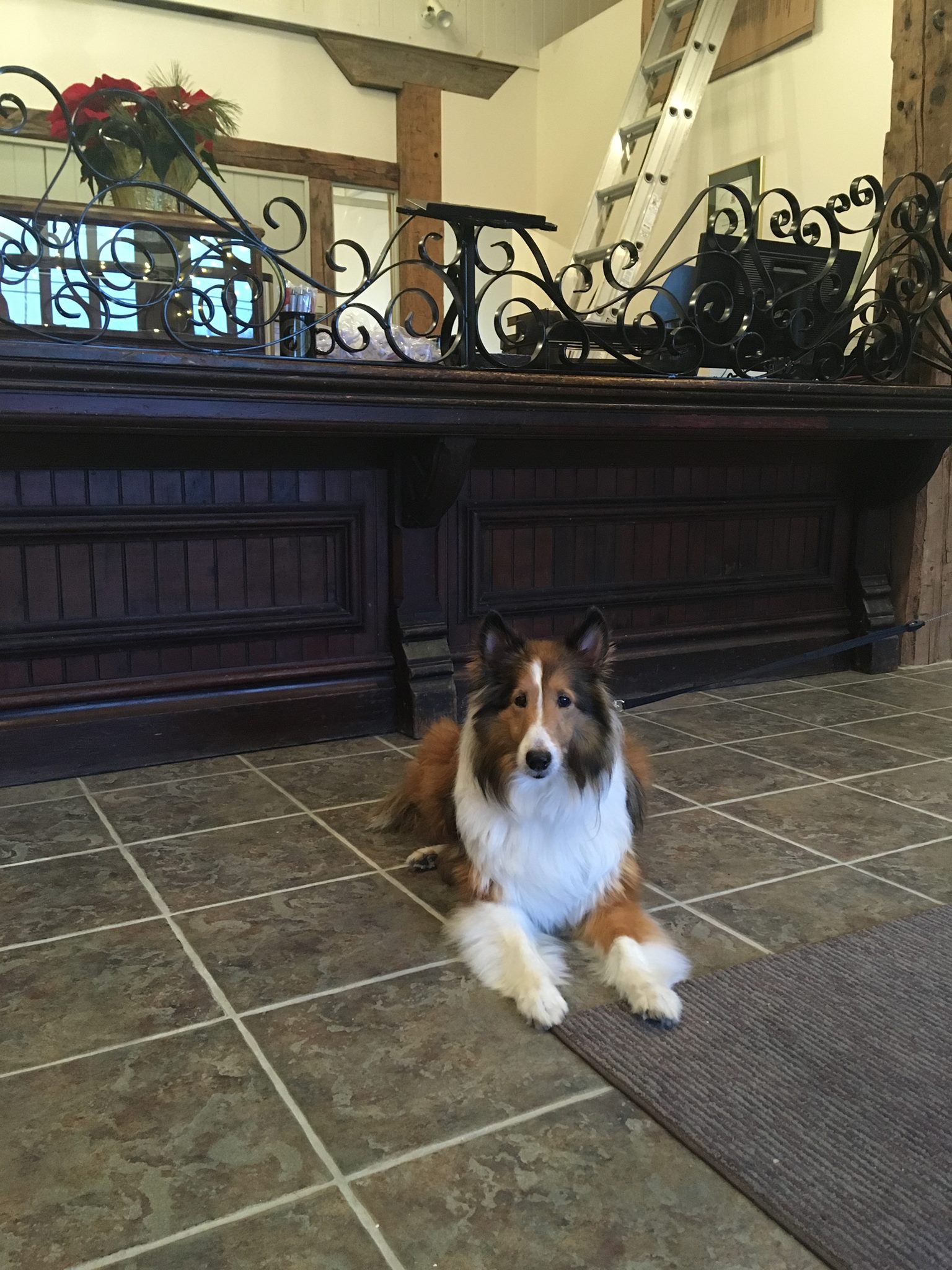 Will sit for treats