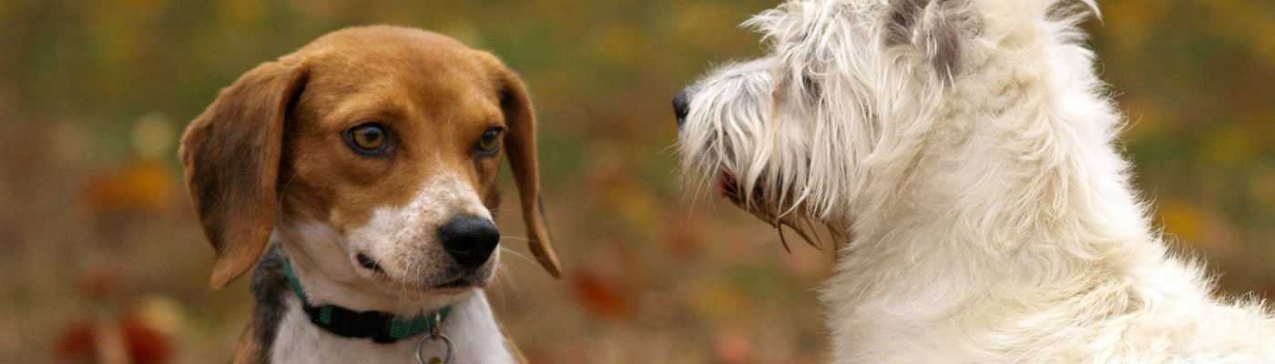 banner-layers-dogs-socialize