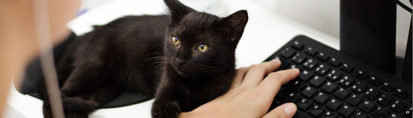 banner-layers-panther-helps